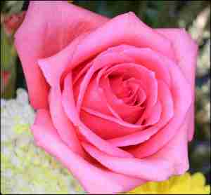 Rose, pink rose, flower, gardening