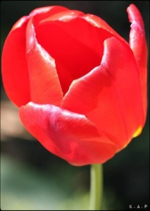 red tulip, tulip, gardening, flowers