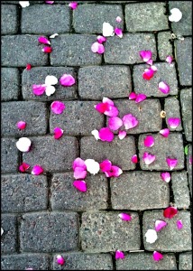 petals on sidewalk, flower petals, Ruoholahti, Ruoholahti Canal, Helsinki, Finland, travel