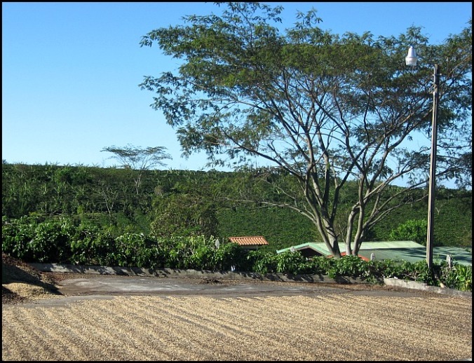 coffee drying, sundried coffee, Doka Estate, Alajuela, Costa Rica, Centro America, coffee plantation