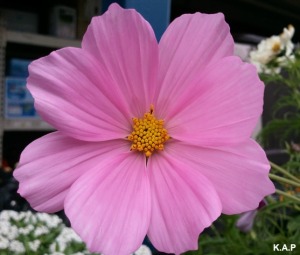 pink cosmos, cosmos, flower, flower power, nature, outdoor, TS76, photography